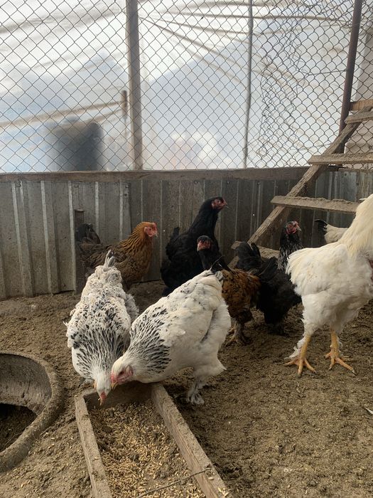 Прадается куры петушки