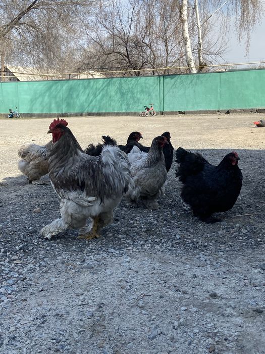 Куры и петухи брама