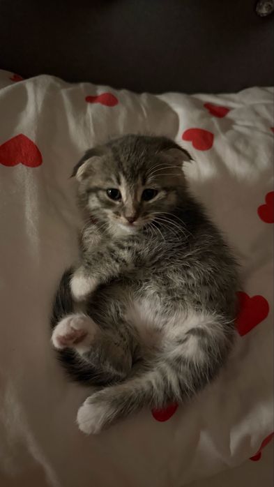 Продам котят вислоухие