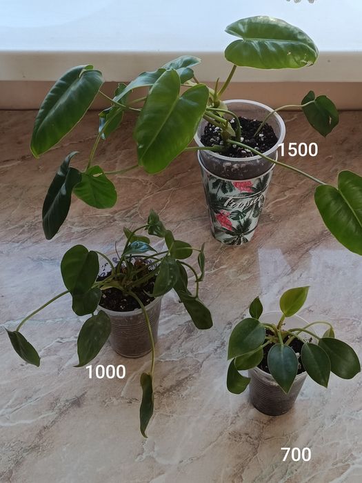 В продаже филодендроны