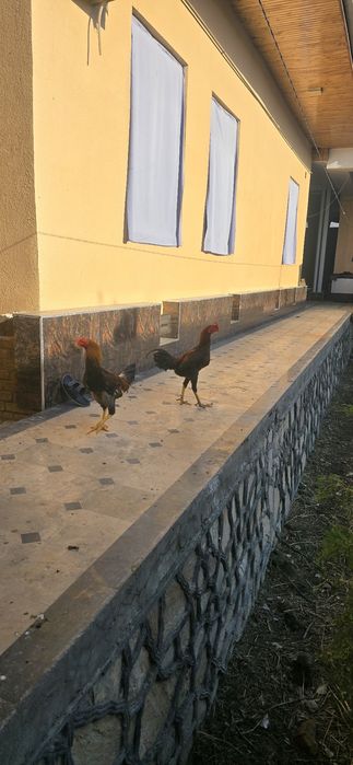 Dakan xoʻrozlar sotiladi