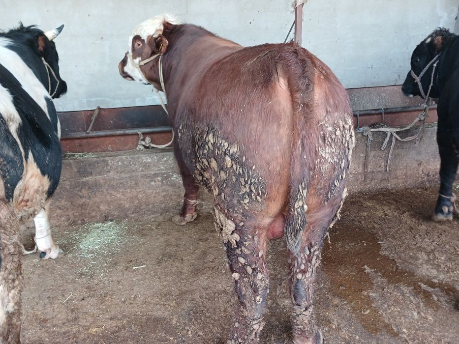 СемізОткормБұқалар