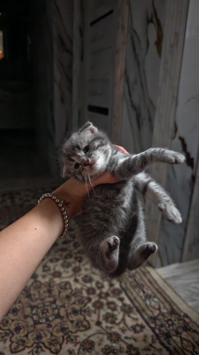 Продам милых котят