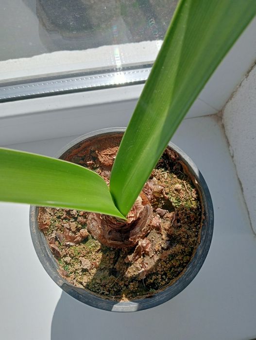 Гипеаструм розовый