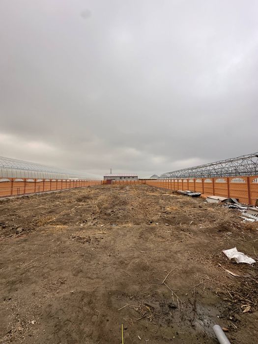 Kochmas mulk 90% bitgan uzum boǧiga ega