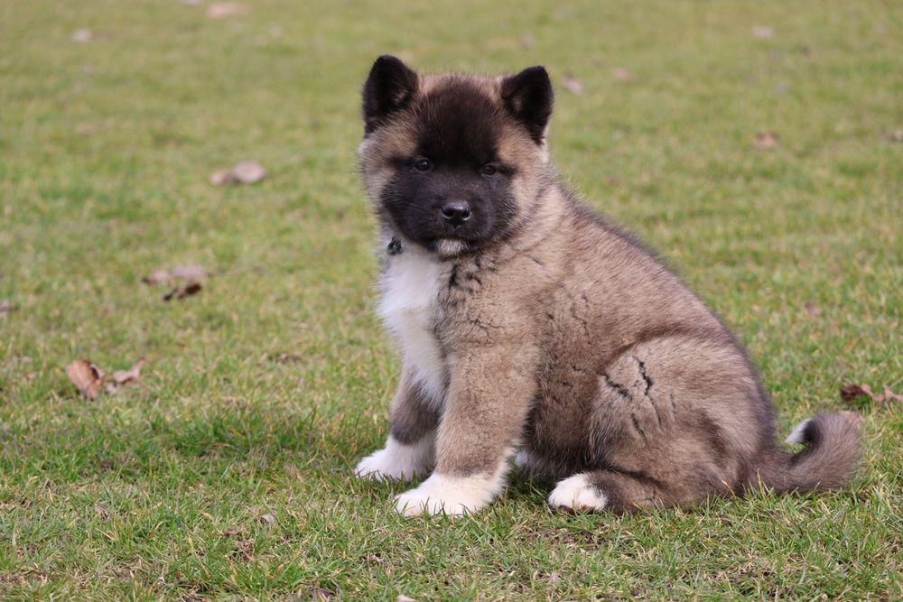 Mascul akita american