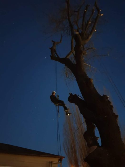 Servicii profesionale Toaletare /taiere Copaci Dificili