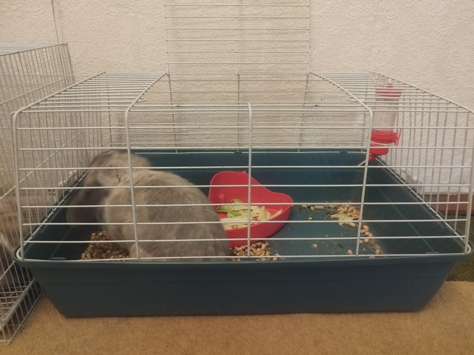 Кролик декоративный