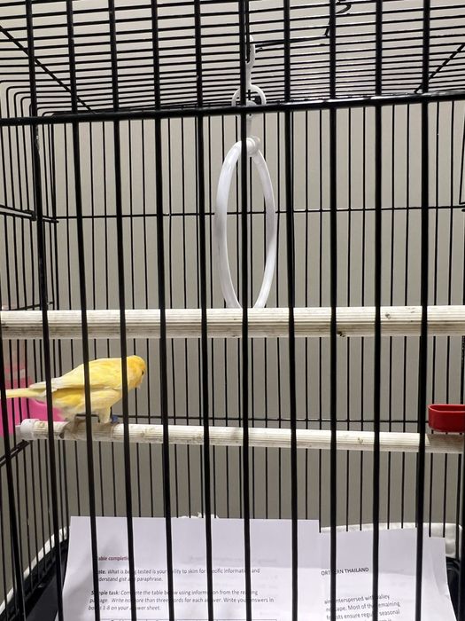 Канарейка самец