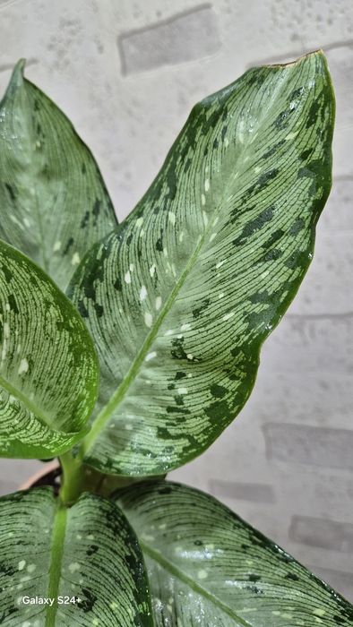 Диффенбахия Memoria Corsii