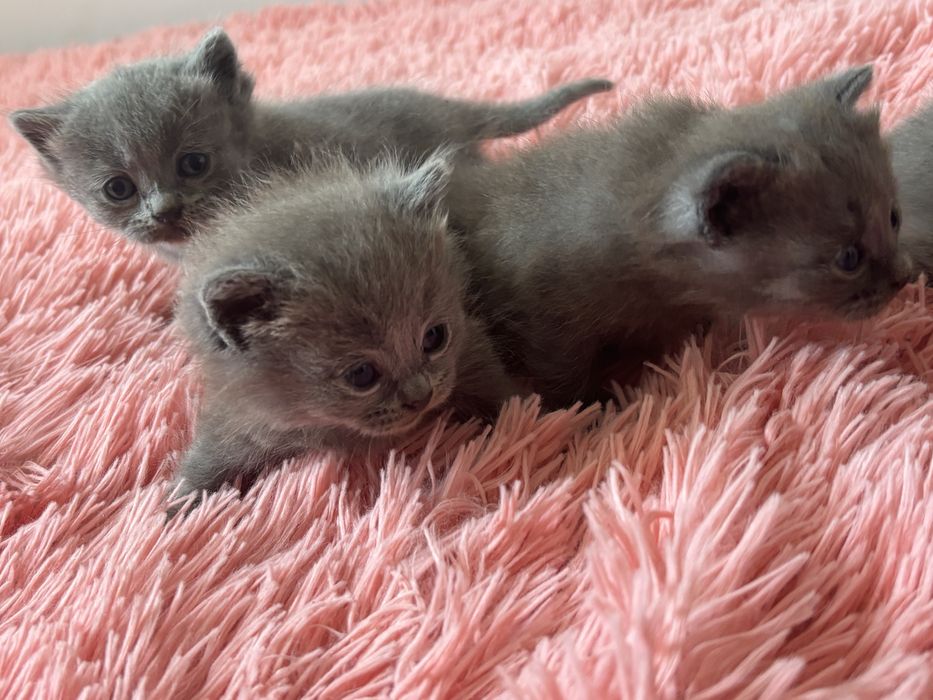 Продам котят британцев