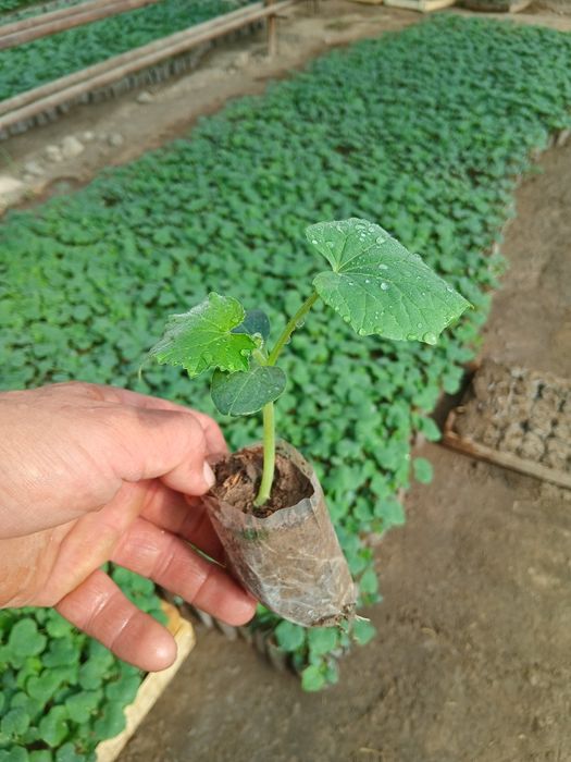 Иссикхона кучатлари бор