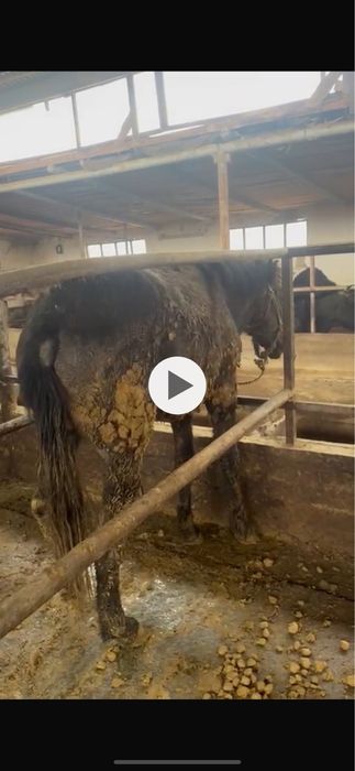 Семіз айғыр және тай сатылады