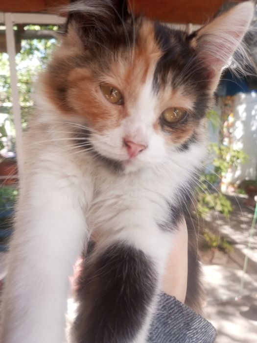 Котята Котёнок отдадим