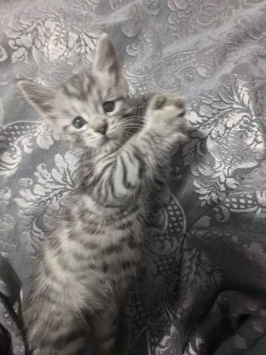 Отдам котят  в добрые руки