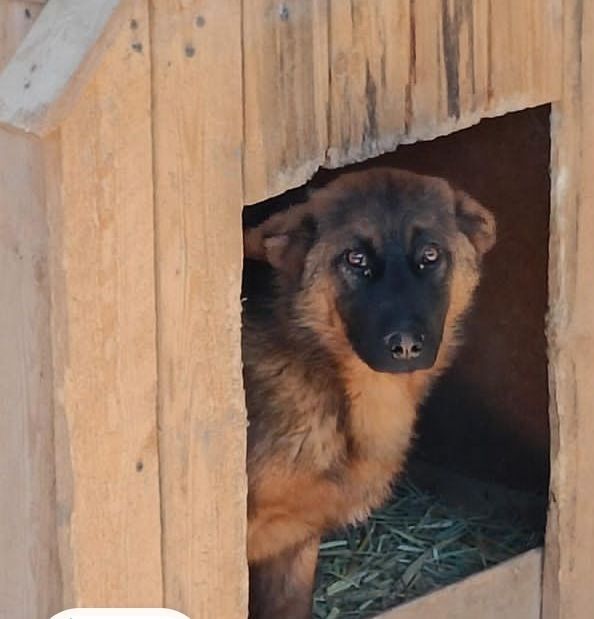 Двортерьеры ищут хозяина