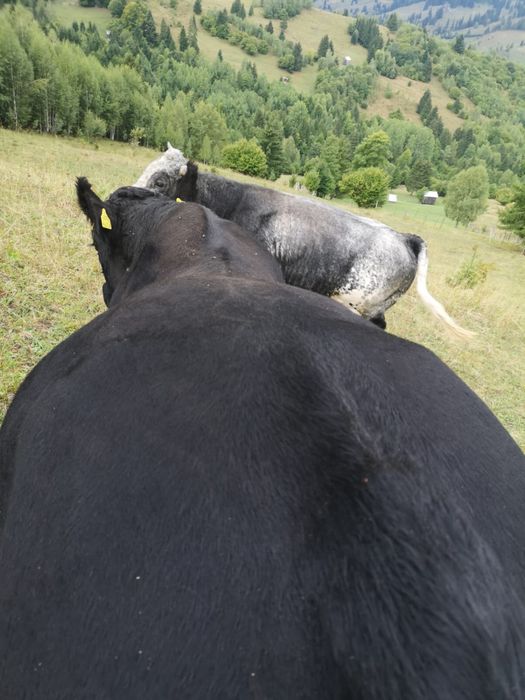 Vand taur angus
