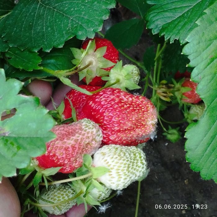 Продаю дачную клубнику