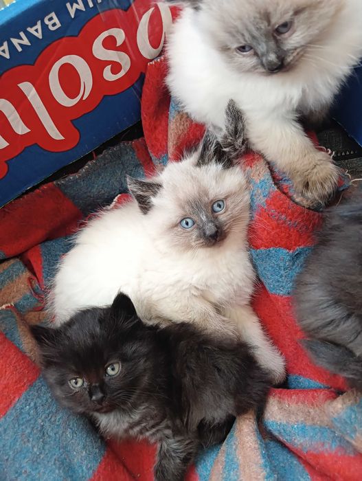 Котята в добрые руки