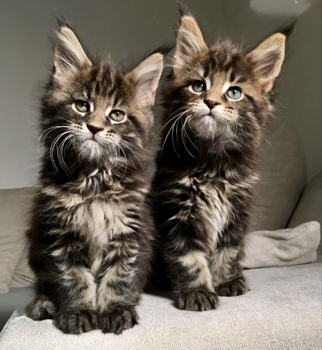 Продам котика мей куна