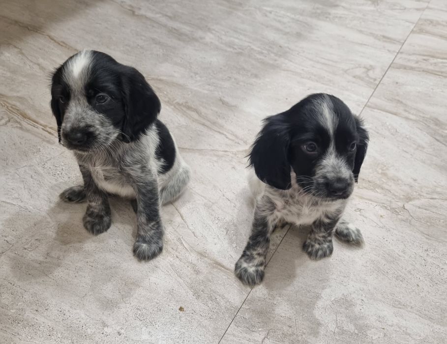 Продаются щенки русского спаниеля