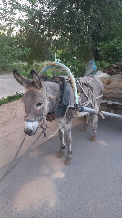 Продам ишака.
