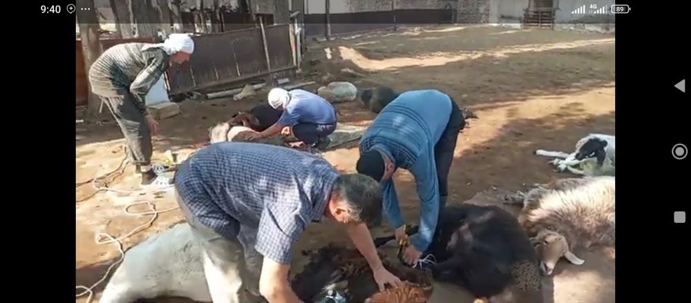 Куй юнгини оламиз