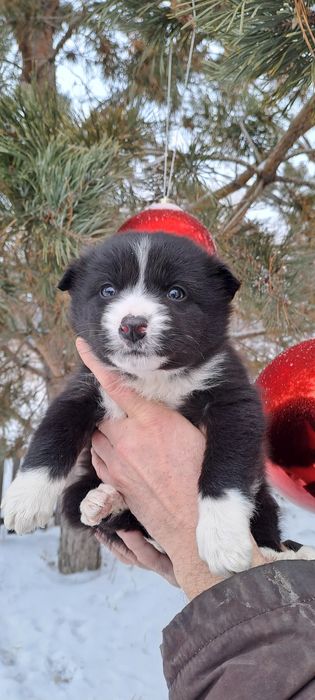 Отдам в добрые руки