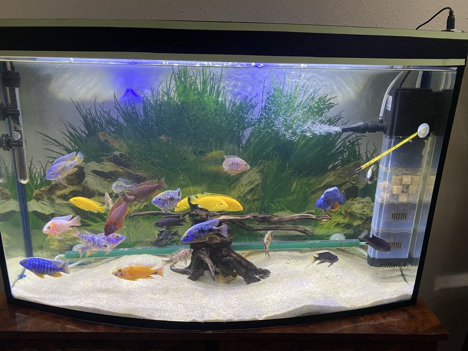 Akvarium sotiladi baliqlari bilan