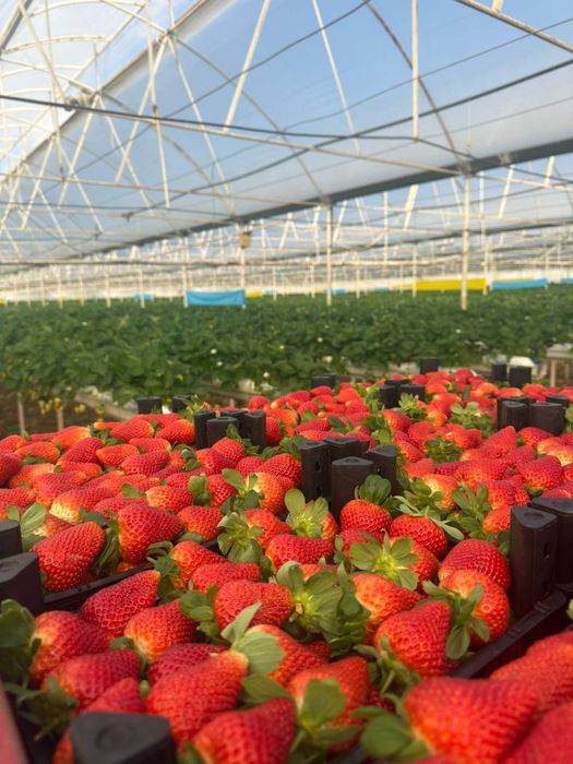 Свежие клубника, "zam_fruit" фирмаси