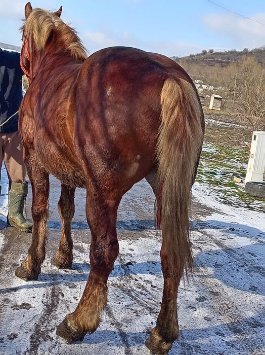 Cal de 5 ani, castrat