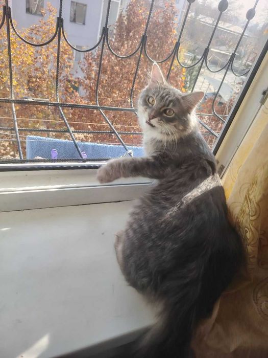 Отдам даром кота