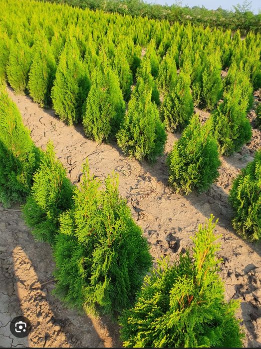 Conifere altoite , Tuya smaragd   Și alte conifere .(calitate premium)