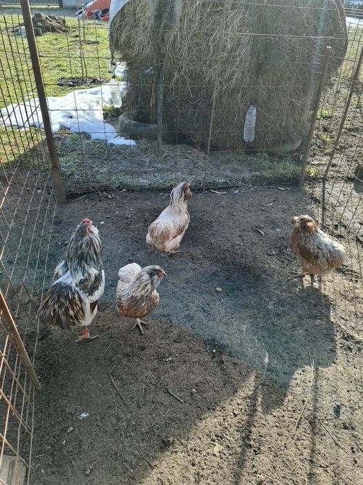 Găini și cocoși  Araucana