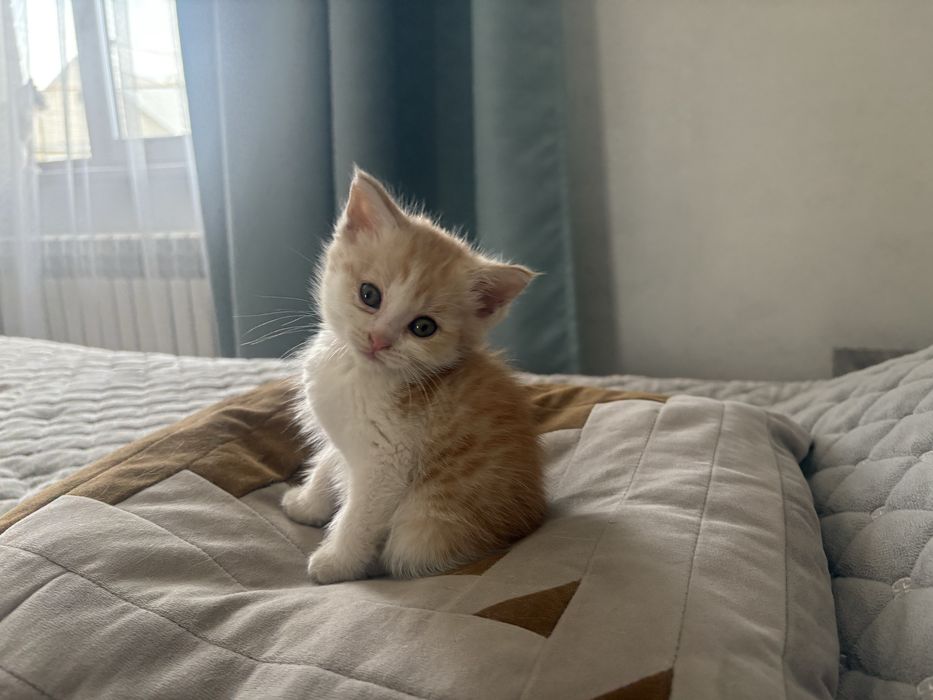Отдам котёнка в добрые руки!