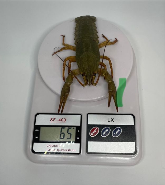 Живые раки, в наличии