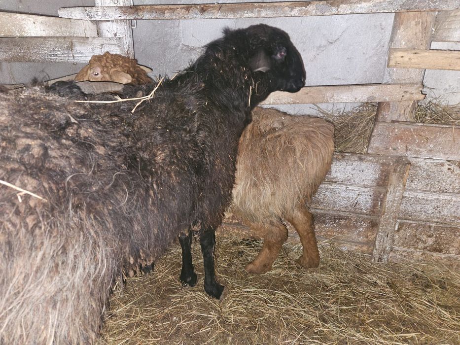 Продам жирных баранов