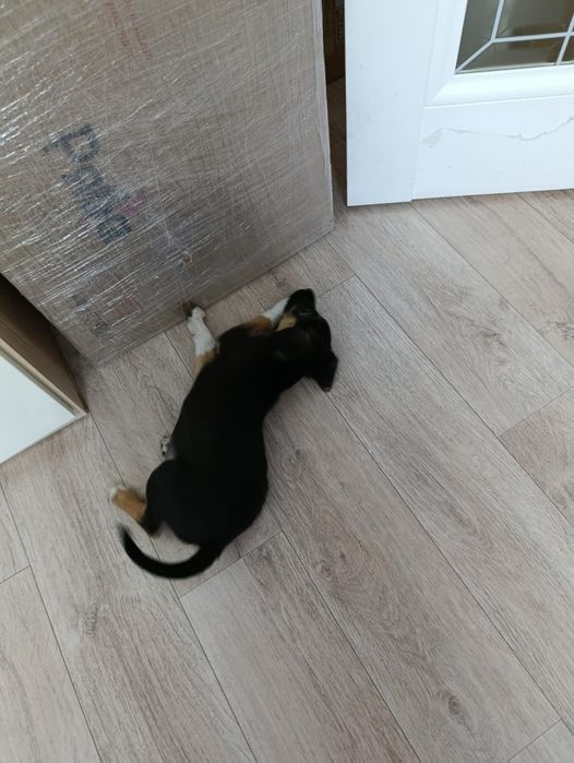 Пристраивается щенок, девочка