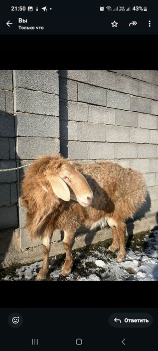 Арашан кошкар сатылады