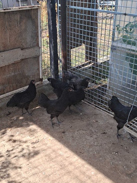 Vand pui  australop varsta 12 saptamani 70 lei bucata