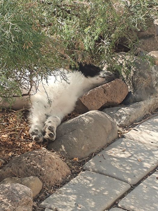 Щенок девочка 3 месяца