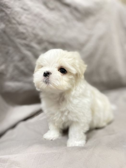 Щенки мальтезе