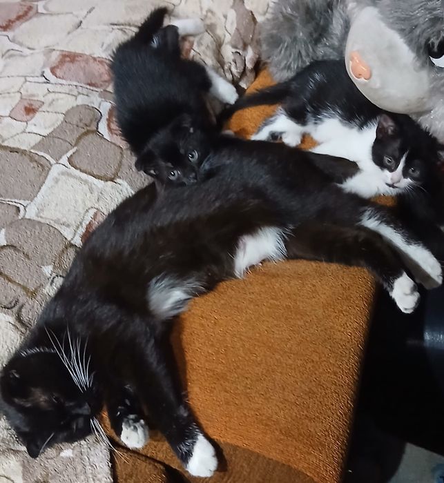 Продам котят (мальчик и девочка )