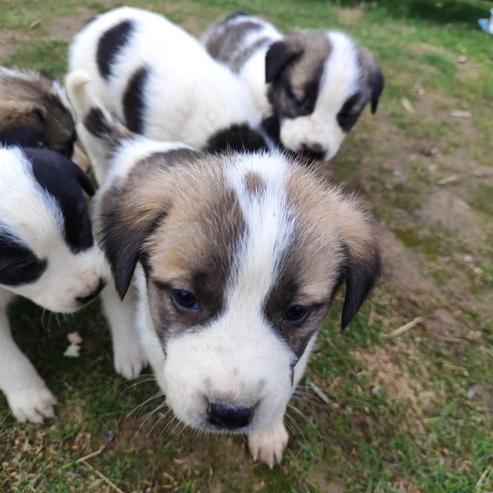 Алабай кушиктеры