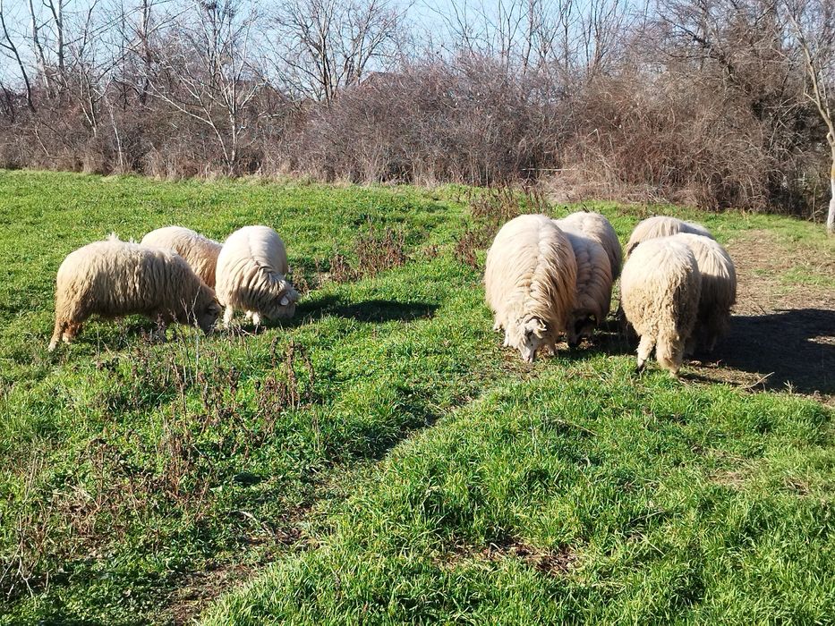 Oi țurcane  cu miei langa ele