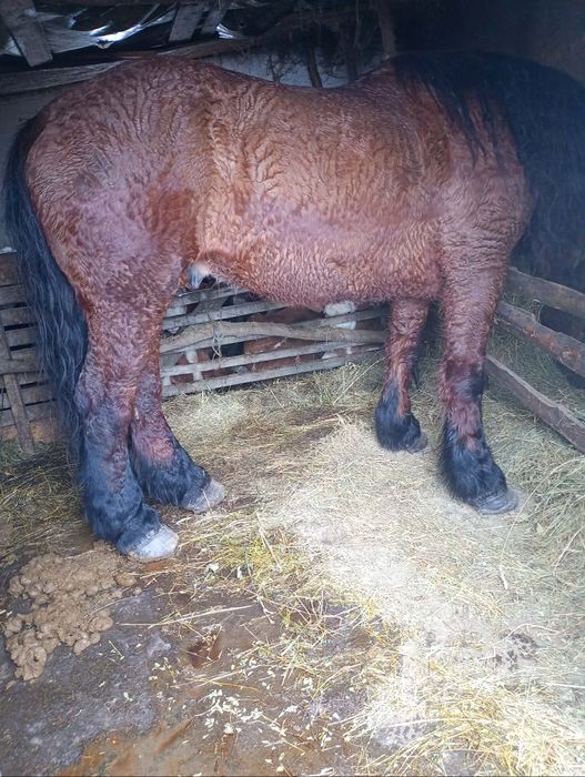 Vând cal bun de ham