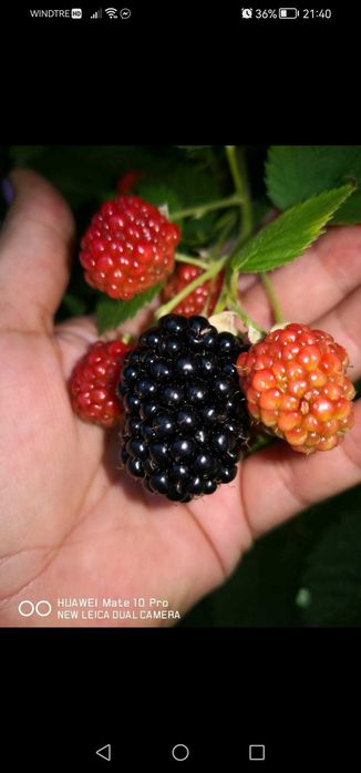 Drajonii mure Thornfree