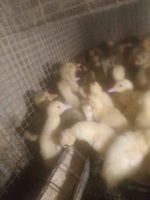 Boboci de rață Pekin