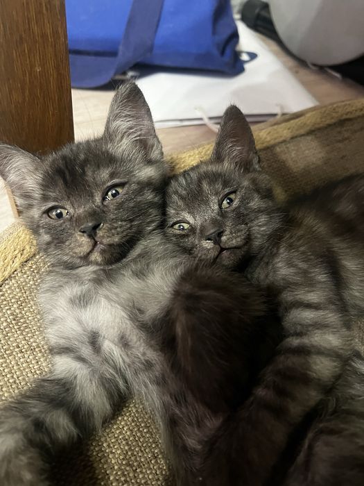 Отдам котят в добрый руки