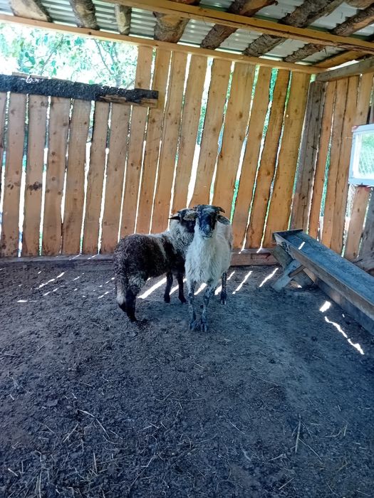 De vânzare 3 oi și un berbec brez